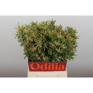 Leucadendron Ayoba Star Pearl