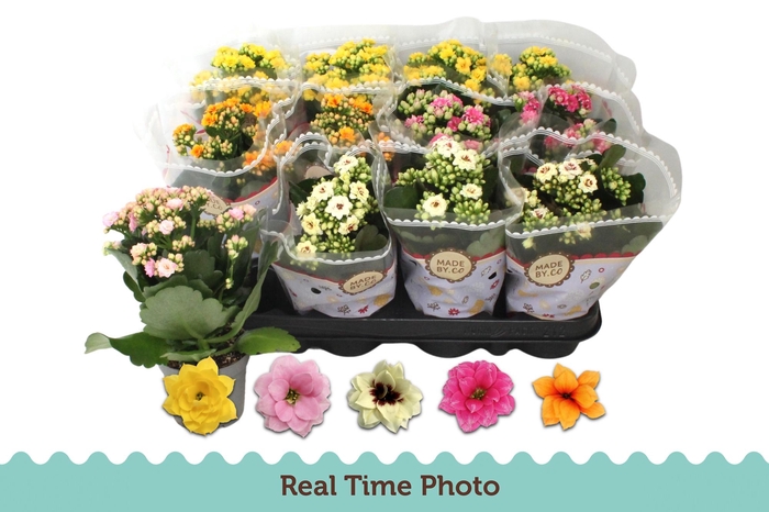 <h4>KAL GE GEM 5 KL</h4>