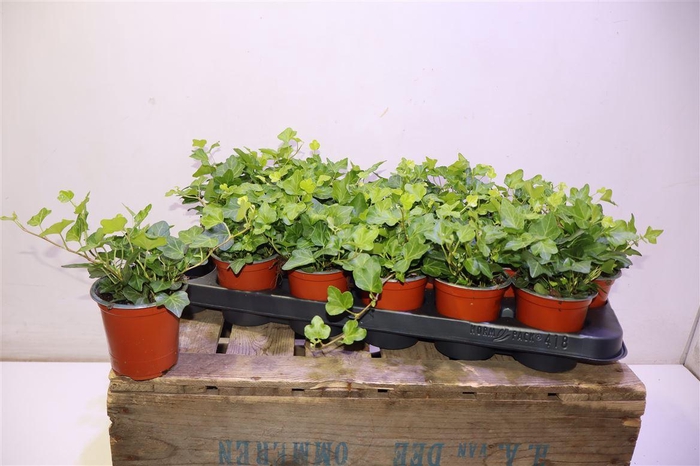 <h4>arr8 Hed He Wonder</h4>