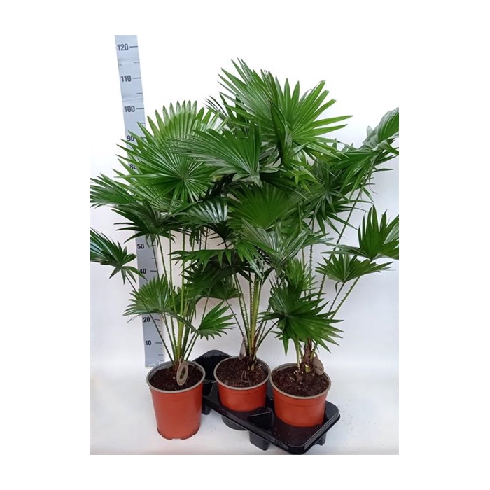 <h4>Livistona rotundifolia 19Ø 100cm 2pp</h4>