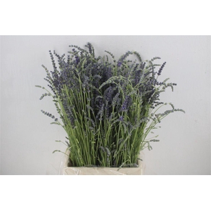 Lavendel Fresh P Bunch