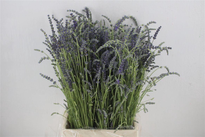 <h4>Lavendel Fresh P Bunch</h4>