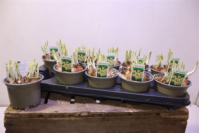 <h4>arr8 Narc Ta Minnow</h4>