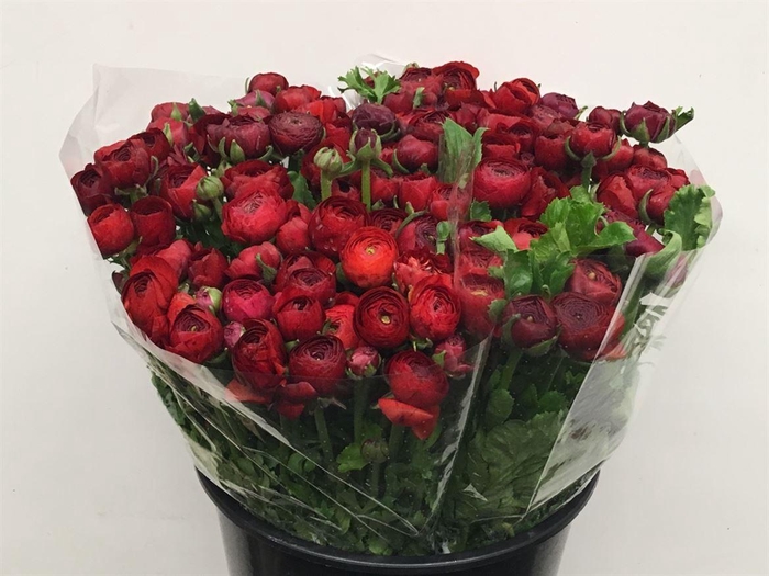 <h4>Ran El Red Extra</h4>