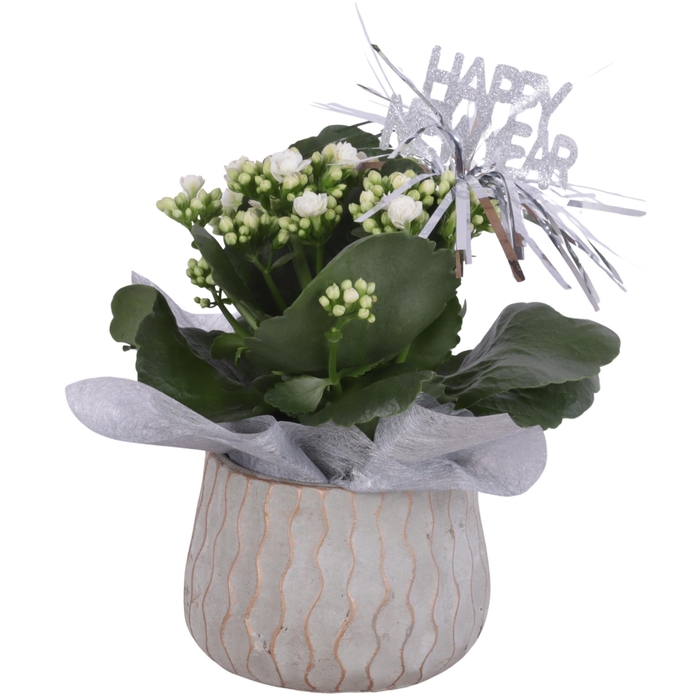 <h4>New Year Arr. Indoor Ceramic Pure Luxury N569 Ø12cm 1PP</h4>