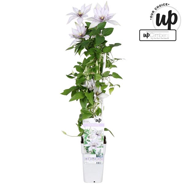 <h4>Clematis Samaritan Jo P15</h4>