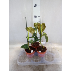 Philodendron   ...