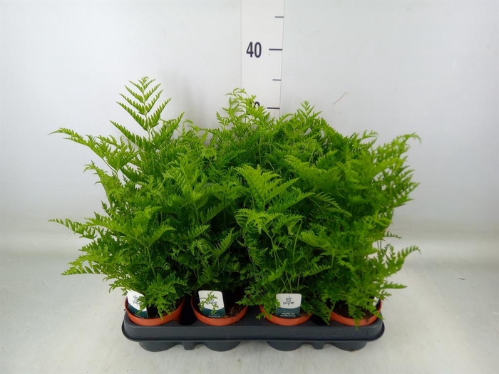 <h4>Pteris straminea</h4>