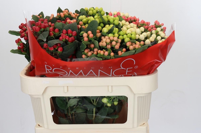 Hypericum Rainbow Romance Spray