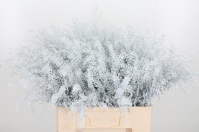 <h4>Lepidium Kl Bh Wit</h4>