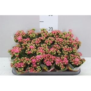 Kalanchoe Calandiva Roze