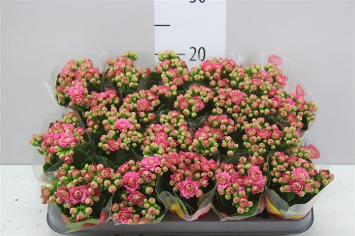 <h4>Kalanchoe Calandiva Roze</h4>