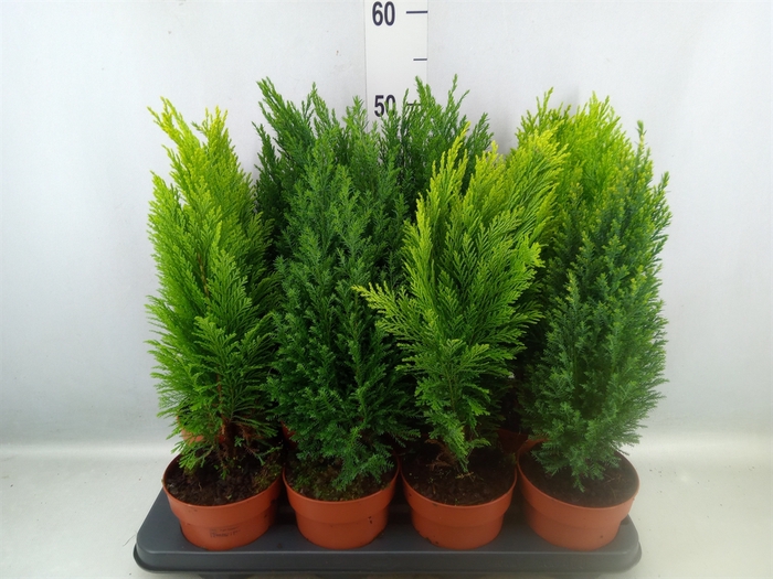 <h4>Conifers   ...mix</h4>