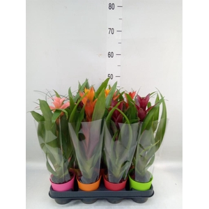 Bromelia   ...mix