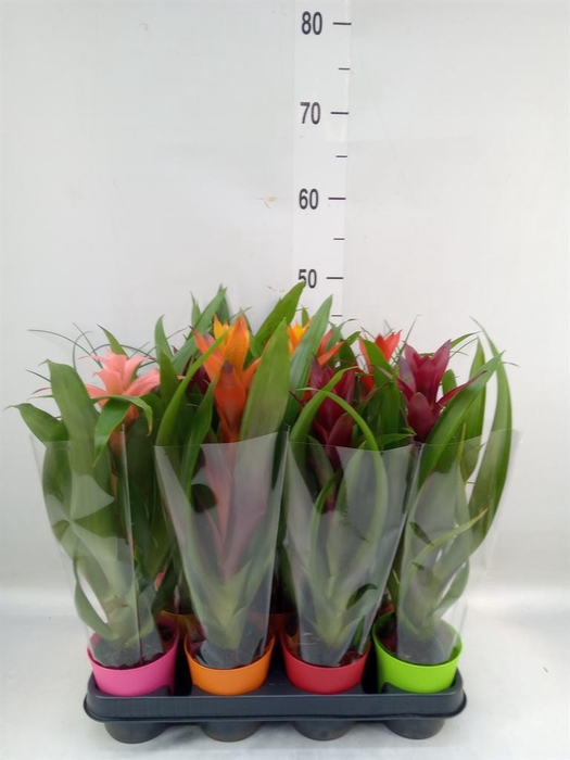 <h4>Bromelia ...mix</h4>