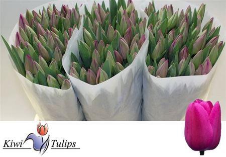 <h4>Tu En Barcelona</h4>