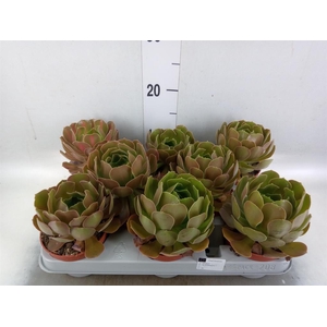 Aeonium arboreum 'Velours'