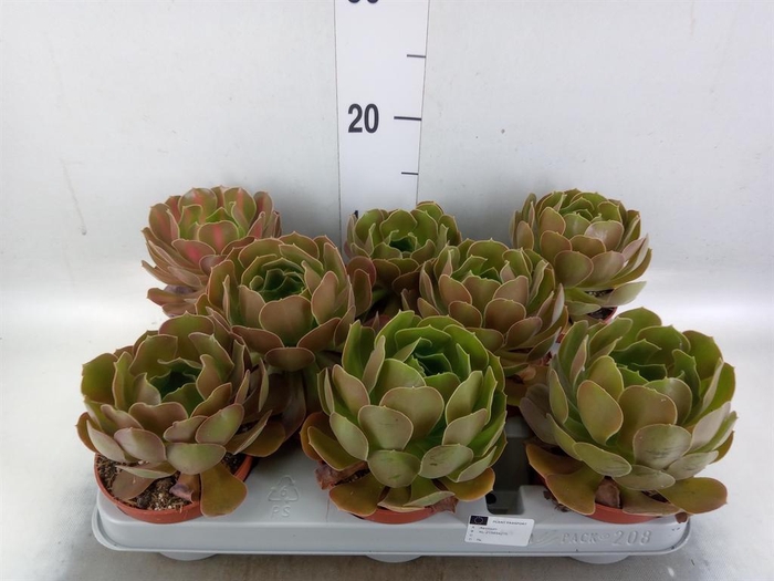 <h4>Aeonium arboreum 'Velours'</h4>
