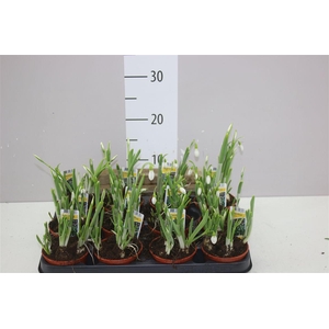 Galanthus Nivalis