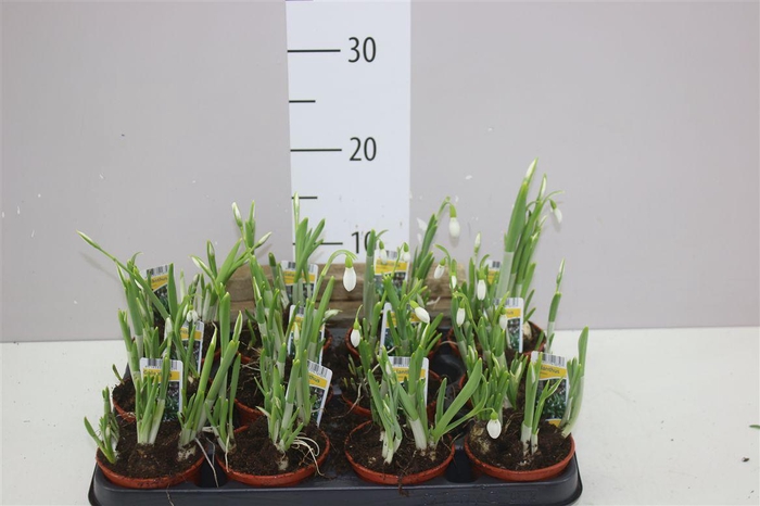 <h4>Galanthus Nivalis</h4>