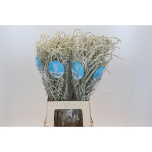 Amaranthus Yearming Desert