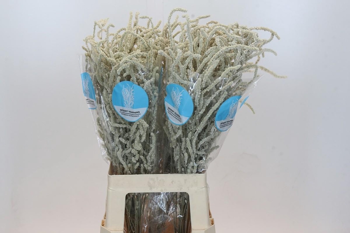 <h4>Amaranthus Yearming Desert</h4>