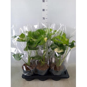 Monstera delic. 'Thai Constellatio'