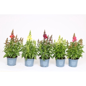 Antirrhinum majus gemengd
