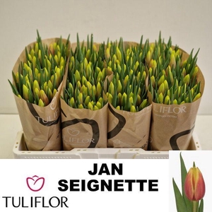 TU EN JAN SEIGNETTE
