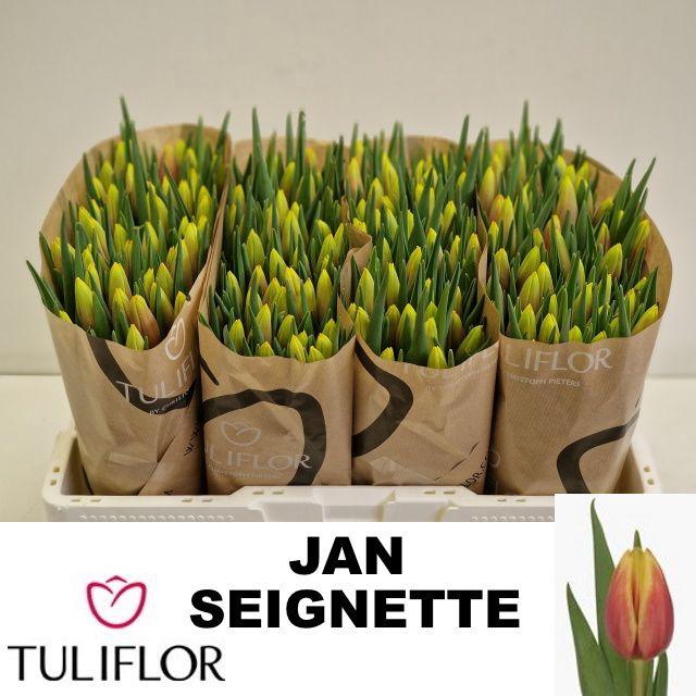 <h4>TU EN JAN SEIGNETTE</h4>