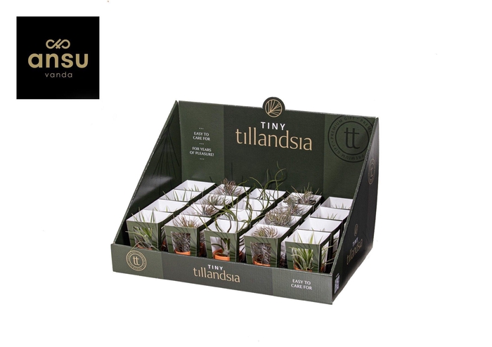 <h4>Tiny Tillandsia Mix in Terracotta pot</h4>