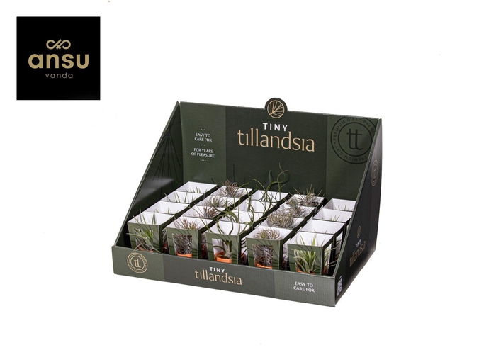 <h4>Tiny Tillandsia Mix in Terracotta pot</h4>
