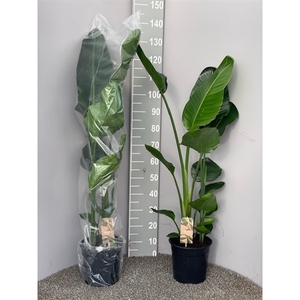 Strelitzia Nicolai 2pp