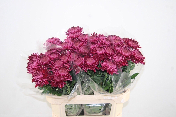 <h4>CHR G BIGOUDI PURPLE CHR G BIGOUDI</h4>