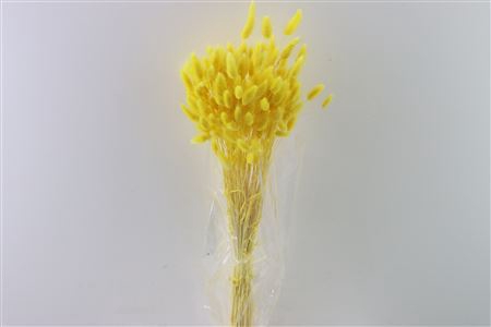 Dried Lagurus Yellow Bunch Slv