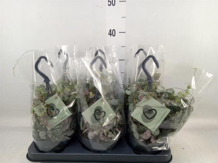 <h4>Ceropegia woodii ssp. woodii</h4>