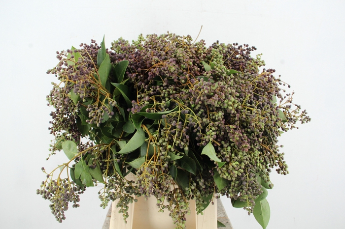 <h4>LIGUSTRUM VULGARE</h4>