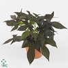 Ipomoea batatas 'Blackie'