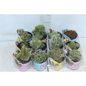CACTUS CRISTATA VARIADO P09