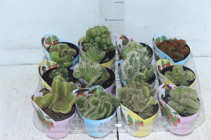 <h4>CACTUS CRISTATA VARIADO P09</h4>