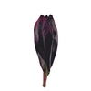 Cordyline Big Red 50cm