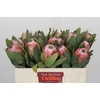 Protea Susara