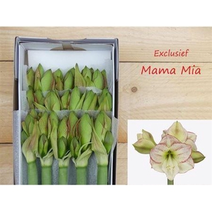 Hipp Ga Mama Mia X15