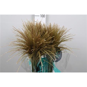 Misc Sin White Cloud