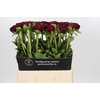 Paeonia Old Faithful