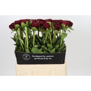Paeonia Old Faithful