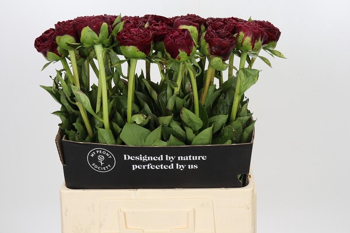 <h4>Paeonia Old Faithful</h4>
