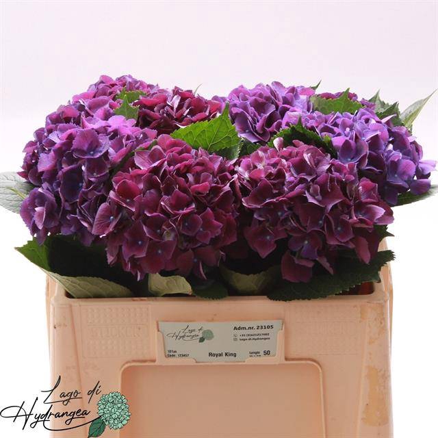 <h4>HYDR M ROYAL KING PAARS</h4>