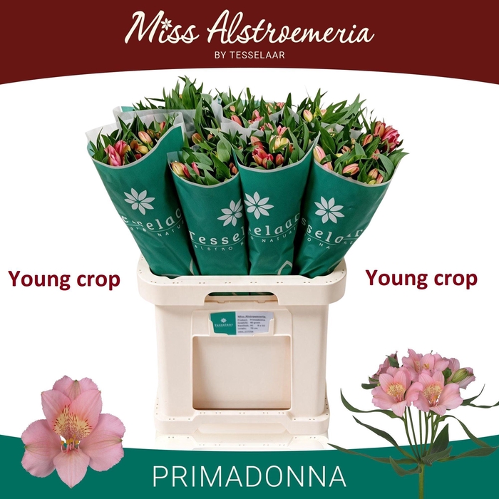 <h4>ALSTR PRIMADONNA</h4>
