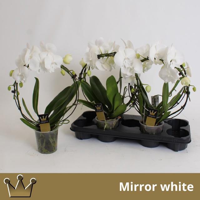 <h4>PHAL EL CASCADE</h4>